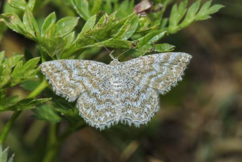 Réf. 309 566 : Scopula immorata